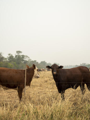 2. Paraguay tiene más de 13 millones de vacas, el doble que de habitantes. La mitad de estos animales se encuentran en el Chaco, al occidente del país. Esta región tiene el mismo número de vacas que habitantes en todo el país: más de seis millones.