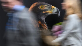 Attendees walk past a Golden Eagle photograph during the United Nations Climate Change Conference in Baku