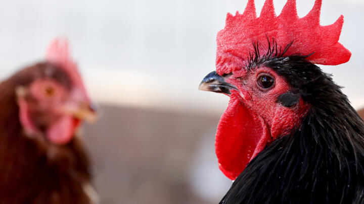 Rescued chickens gather in an aviary at Farm Sanctuary's Southern California Sanctuary on October 5, 2022 in Acton, California.