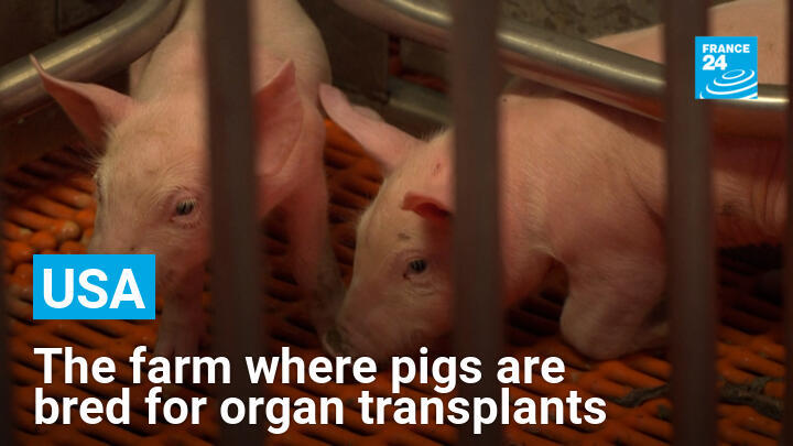 Genetically modified pigs in a nursery pen at biotech company Revivicor's research farm in Virginia, USA.