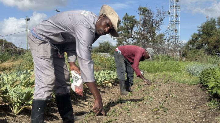 Max and Mike, locals from the Cape Flats, working at Sonday's farm.